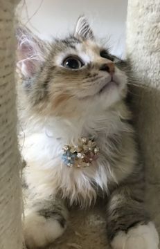 メインクーン【千葉県・女の子・2018年5月30日・ブラウンタビー（ロング）】の写真「とても綺麗な美人ちゃんニャン♪」