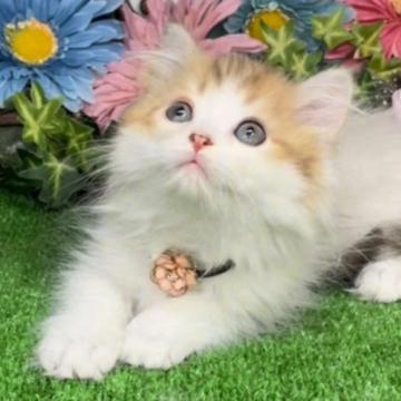 ラガマフィン【千葉県・女の子・2022年12月1日・ブラウンタビー&ホワイト】の写真「ぬいぐるみのような可愛い〜女の子ニャン❣️」