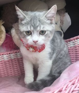 スコティッシュフォールド(立ち耳)【千葉県・女の子・2021年4月1日・ブルータビー&ホワイト（ショート）】の写真「とても綺麗な可愛い〜女の子ニャン♪♪」