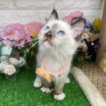 ラグドール【千葉県・女の子・2022年5月30日・シールポイントミテッド】の写真「甘えん坊で可愛い〜可愛い〜女の子ニャン❣️」