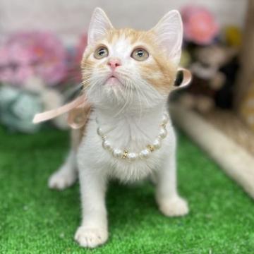 スコティッシュフォールド(立ち耳)【千葉県・女の子・2022年5月31日・レッドタビー&ホワイト（ショート）】の写真「小粒な可愛い〜女の子ニャン❣️」