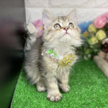 ラガマフィン【千葉県・男の子・2022年5月31日・ブラウンタビー】の写真「可愛い〜❣️可愛い〜❣️男の子ニャン❣️」