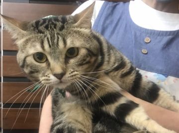 スコティッシュフォールド(立ち耳)【千葉県・男の子・2021年4月1日・ブラウンタビー（ショート）】の写真「静かな男の子ニャン♪」