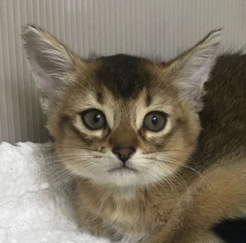 アビシニアン【千葉県・女の子・2019年1月1日・ルディー（ショート）】の写真「可愛い〜女の子ニャン♪♪」