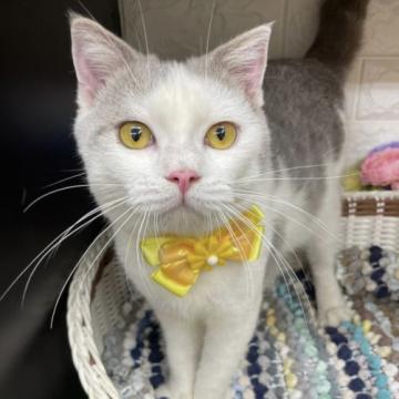 スコティッシュフォールド(立ち耳)【千葉県・男の子・2021年9月1日・ブルー(タビー)&ホワイト（ショート）】の写真「とても人懐っこい可愛い〜boyニャン❣️」