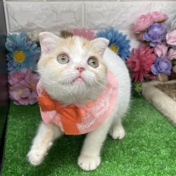 スコティッシュフォールド(折れ耳)【千葉県・女の子・2022年9月1日・レッドタビー&ホワイト（ショート）】の写真「お遊び大好きな可愛い〜女の子ニャン❣️」