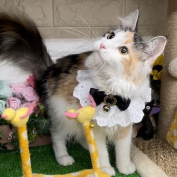 サイベリアン【千葉県・女の子・2021年12月2日・キャリコ】の写真「凄〜く♪凄〜く美人な女の子ニャン♪」