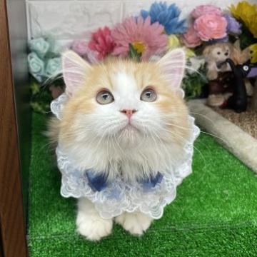 スコティッシュフォールド(立ち耳)【千葉県・男の子・2022年4月11日・レッドタビー&ホワイト】の写真「ベビーフェイスな可愛い〜男の子ニャン❣️」