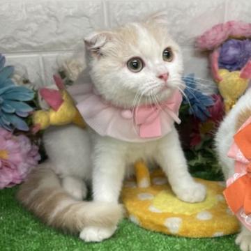 スコティッシュフォールド(折れ耳)【千葉県・女の子・2022年9月1日・クリーム&ホワイト（ショート）】の写真「優しいカラーな大人しい女の子ニャン❣️」