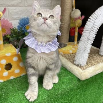 スコティッシュフォールド(立ち耳)【千葉県・男の子・2022年5月31日・ブルータビー（ショート）】の写真「綺麗で甘えん坊の可愛い〜男の子ニャン❣️」