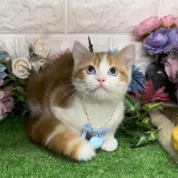 スコティッシュフォールド(立ち耳)【千葉県・男の子・2022年9月1日・レッドタビー&ホワイト（ショート）】の写真「ブルーの瞳をもった綺麗な男の子ニャン♪」