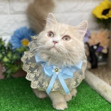 スコティッシュフォールド(立ち耳)【千葉県・男の子・2022年2月28日・クリーム（セミロング）】の写真「甘えん坊な可愛い〜男の子ニャン❣️」