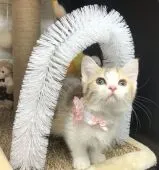 マンチカン(短足)【千葉県・女の子・2021年12月20日・ブラウンタビー(キャリコ)】の写真1