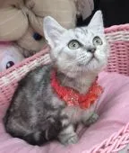 マンチカン(短足)【千葉県・女の子・2021年2月2日・シルバータビー】の写真1