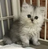 ラガマフィン【千葉県・女の子・2018年10月5日・シルバータビー】の写真1