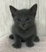 ロシアンブルー【千葉県・男の子・2018年12月12日・ブルー】の写真1