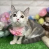 スコティッシュフォールド(立ち耳)【千葉県・女の子・2022年4月11日・ダイリュウトーキャリコ】の写真1