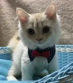 ラガマフィン【千葉県・男の子・2019年3月23日・クリーム】の写真1