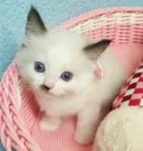 ラグドール【千葉県・女の子・2016年5月16日・シールポイントバイカラー】の写真1「可愛いクリクリおめめですお」