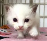 ラグドール【千葉県・女の子・2016年7月7日・シールポイントバイカラー】の写真1「どアップ♪突進中〜♪」