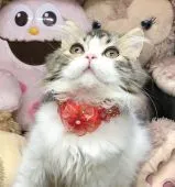 エキゾチックショートヘア【千葉県・女の子・2020年1月1日・ブラウンタビー&ホワイト】の写真1