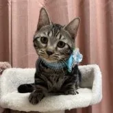 マンチカン(短足)【千葉県・男の子・2023年7月15日・ブラウンタビー】の写真1