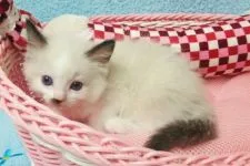 ラグドール【千葉県・女の子・2016年5月16日・シールポイントバイカラー】の写真2「まん丸ボディーです♪」