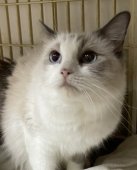 ラグドール【・女の子・2022年2月15日・ブルーポイントバイカラー】