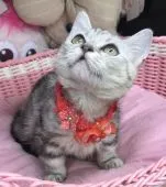 マンチカン(短足)【千葉県・女の子・2021年2月2日・シルバータビー】の写真2