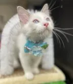 ラグドール【千葉県・男の子・2023年4月29日・ブルーポイントバイカラー】の写真2