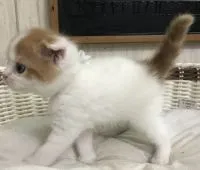 スコティッシュフォールド(折れ耳)【千葉県・男の子・2019年12月28日・レッドタビー&ホワイト】の写真2