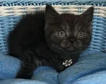 スコティッシュフォールド(立ち耳)【千葉県・男の子・2018年4月22日・ブラックスモーク】の写真2