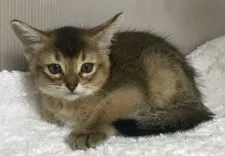 アビシニアン【千葉県・女の子・2019年1月1日・ルディー】の写真2