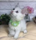 メインクーン【千葉県・男の子・2022年1月5日・ホワイト(エニーアザーカラー)】の写真2