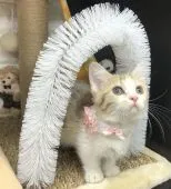 マンチカン(短足)【千葉県・女の子・2021年12月20日・ブラウンタビー(キャリコ)】の写真2