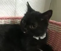 スコティッシュフォールド(立ち耳)【千葉県・女の子・2019年11月11日・ブラック】の写真2