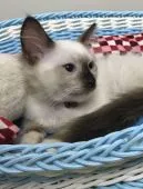 ラグドール【千葉県・男の子・2017年5月15日・シールポイントミテッド】の写真2「固まってるニャン♪」