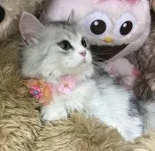 ラガマフィン【千葉県・女の子・2020年11月22日・シルバータビー】の写真3