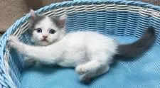 スコティッシュフォールド(立ち耳)【千葉県・男の子・2019年5月5日・ブルー&ホワイト】の写真3