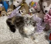 メインクーン【千葉県・女の子・2023年3月22日・ブラウンパッチドタビー&ホワイト】の写真3