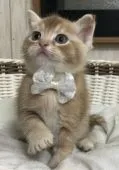 スコティッシュフォールド(立ち耳)【千葉県・男の子・2019年12月28日・レッドタビー】の写真3