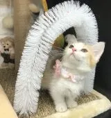 マンチカン(短足)【千葉県・女の子・2021年12月20日・ブラウンタビー(キャリコ)】の写真3