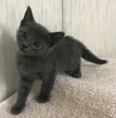 ロシアンブルー【千葉県・男の子・2018年12月12日・ブルー】の写真3