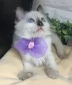 ラグドール【千葉県・男の子・2022年3月1日・シールポイント】の写真3