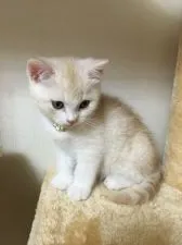 スコティッシュフォールド【千葉県・男の子・2016年12月12日・クリームタビー&ホワイト】の写真3