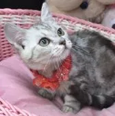 マンチカン(短足)【千葉県・女の子・2021年2月2日・シルバータビー】の写真3