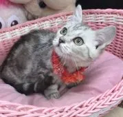 マンチカン(短足)【千葉県・女の子・2021年2月2日・シルバータビー】の写真4