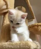 スコティッシュフォールド【千葉県・男の子・2016年12月12日・クリームタビー&ホワイト】の写真4