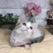 マンチカン(短足)【千葉県・女の子・2021年12月20日・ブラウンタビー(キャリコ)】の写真4