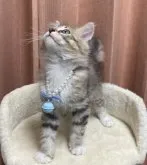 ノルウェージャンフォレストキャット【千葉県・男の子・2023年7月30日・ブラウンタビー(&ホワイト)】の写真4